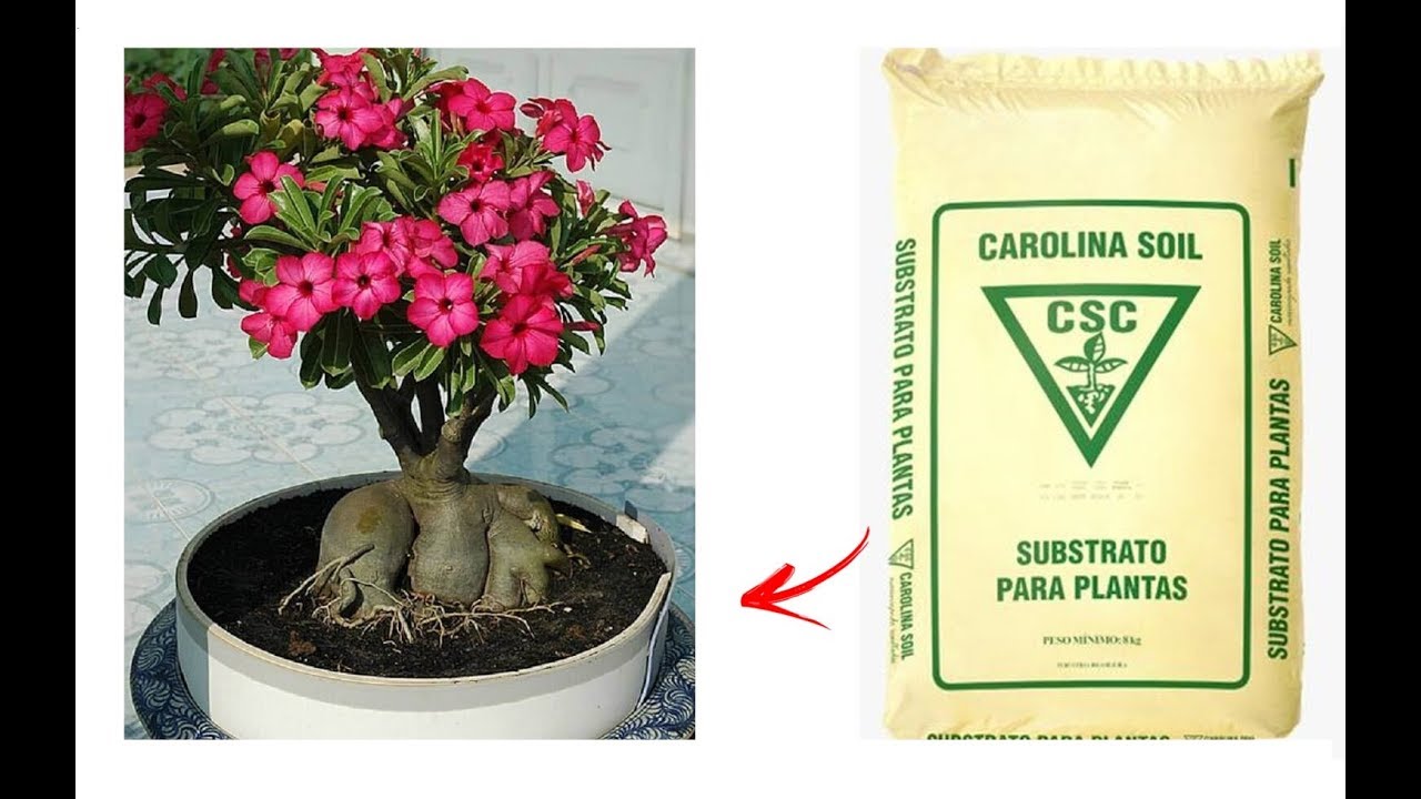 COMO PREPARAR SUBSTRATO CAROLINA SOIL PARA ROSA DO DESERTO E SUCULENTAS NAO ENCHARCAREM