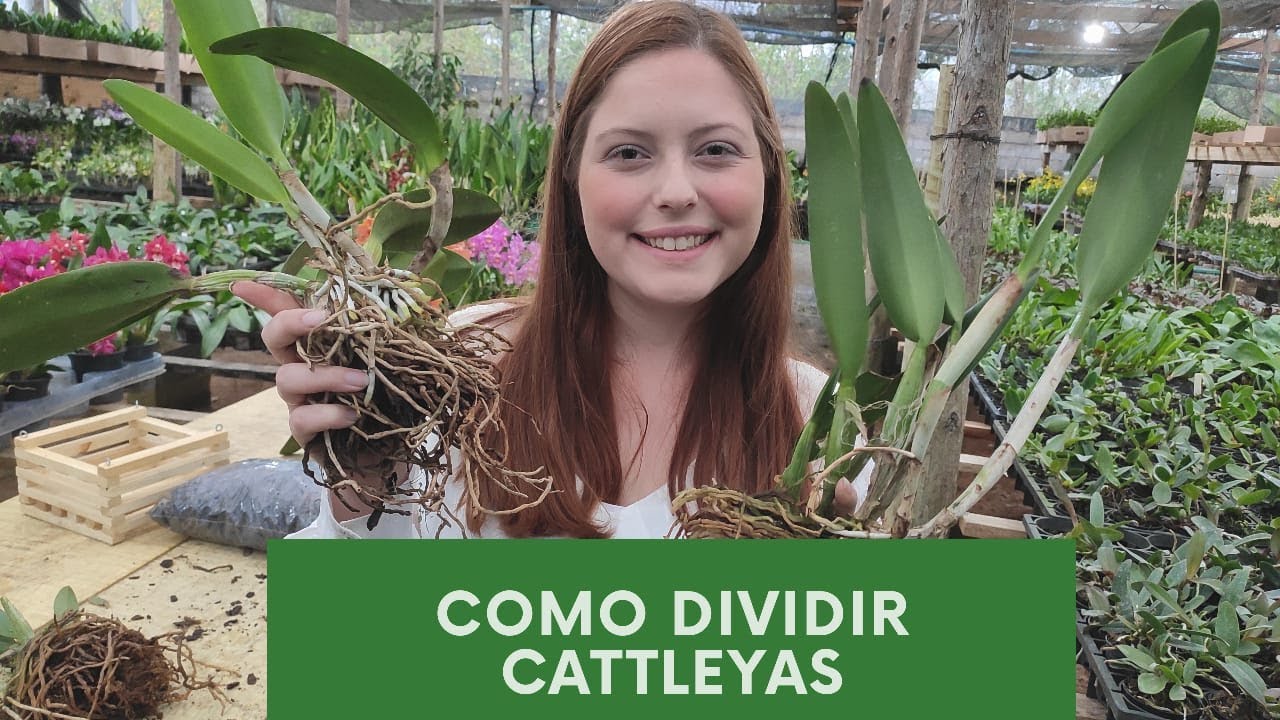 COMO DIVIDIR ORQUÍDEA CATTLEYA | PASSO A PASSO COMPLETO!