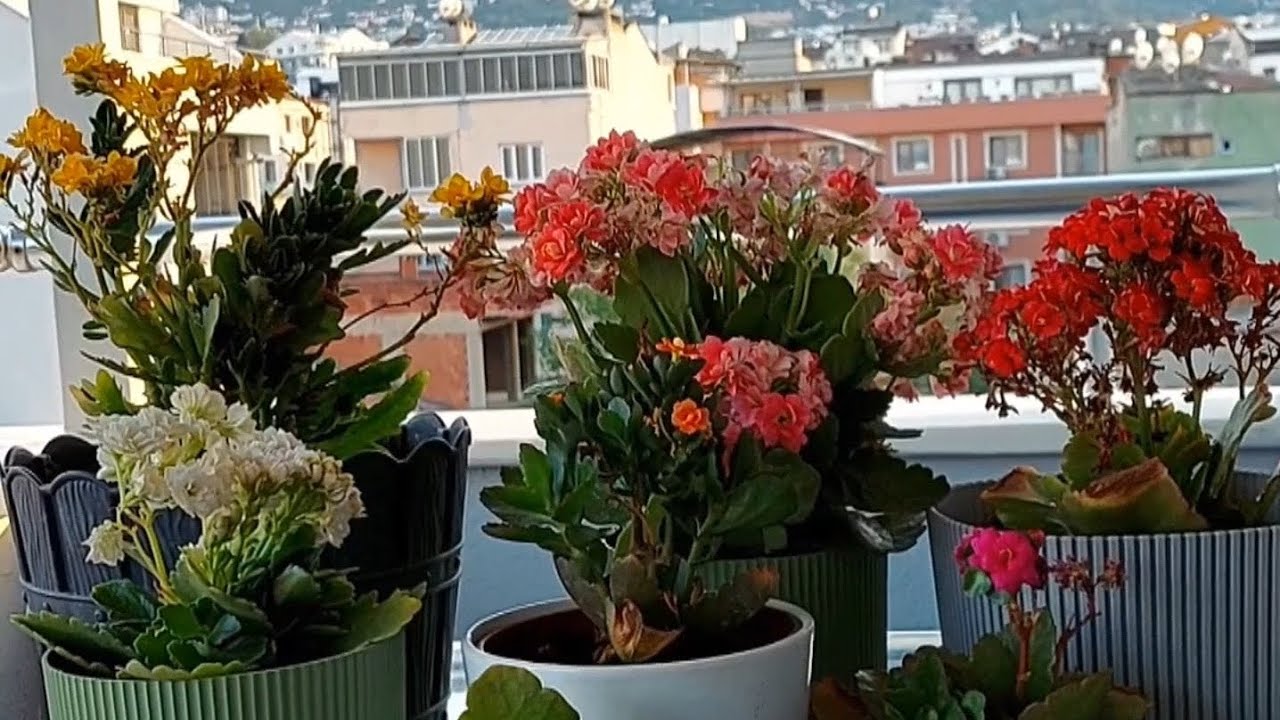 KALANŞO bakımı ve çoğaltma işlemi