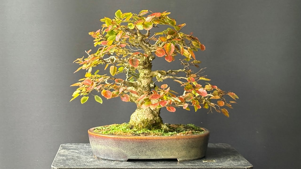 Preparing for Winter on a Carpinus Coreana | The Bonsai Area |