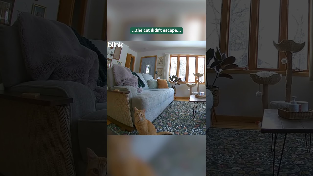 Blink gives you peace of mind when you're away from home