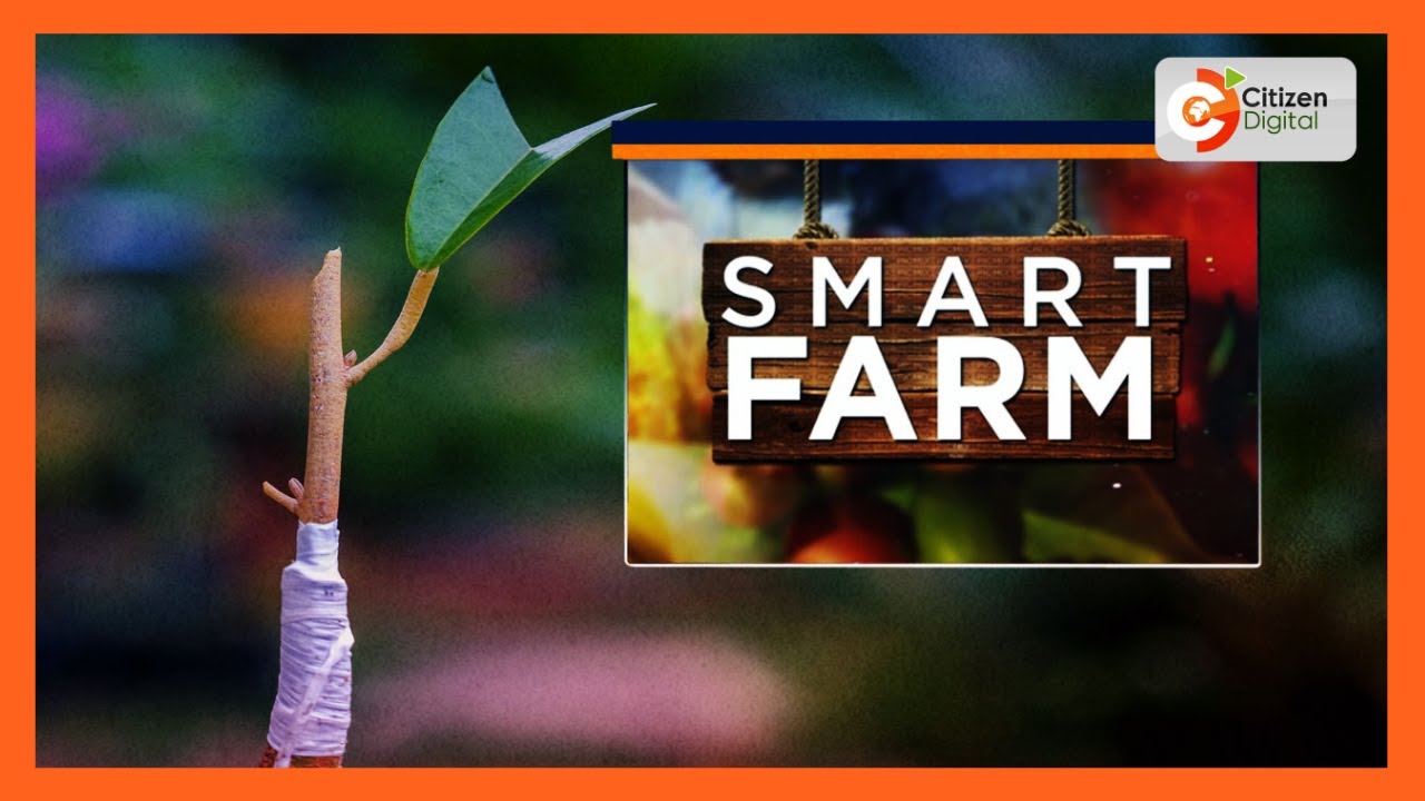 Smart Farm | Focus on top working technique in Siaya