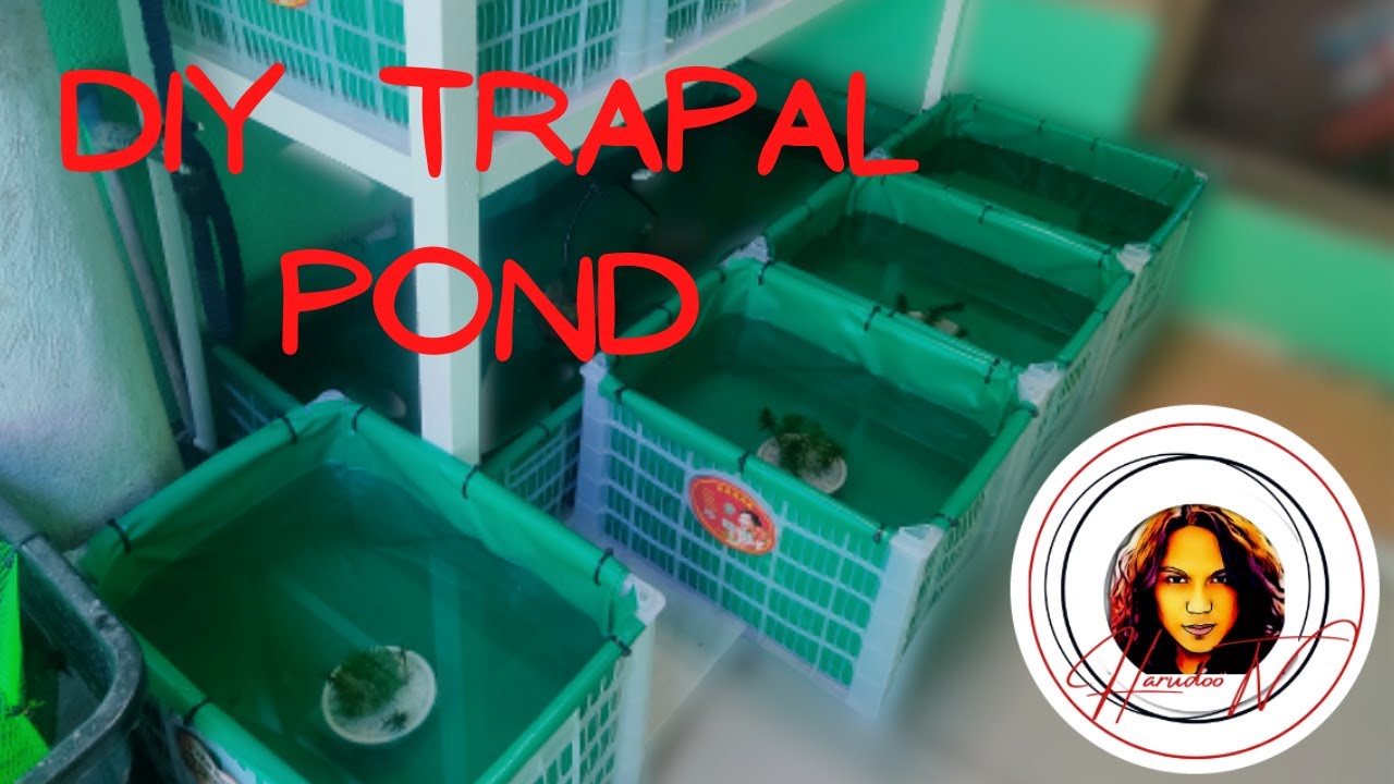 Trapal Pond (DIY using fruit crate)