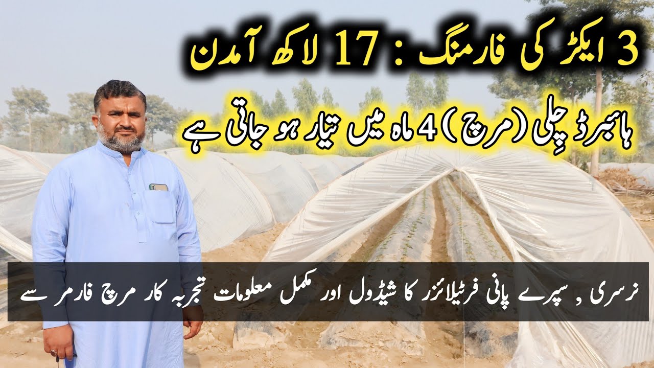 Cultivation of Green Chillies | Chilli Farming in Pakistan | Success story of Chilli Farmer