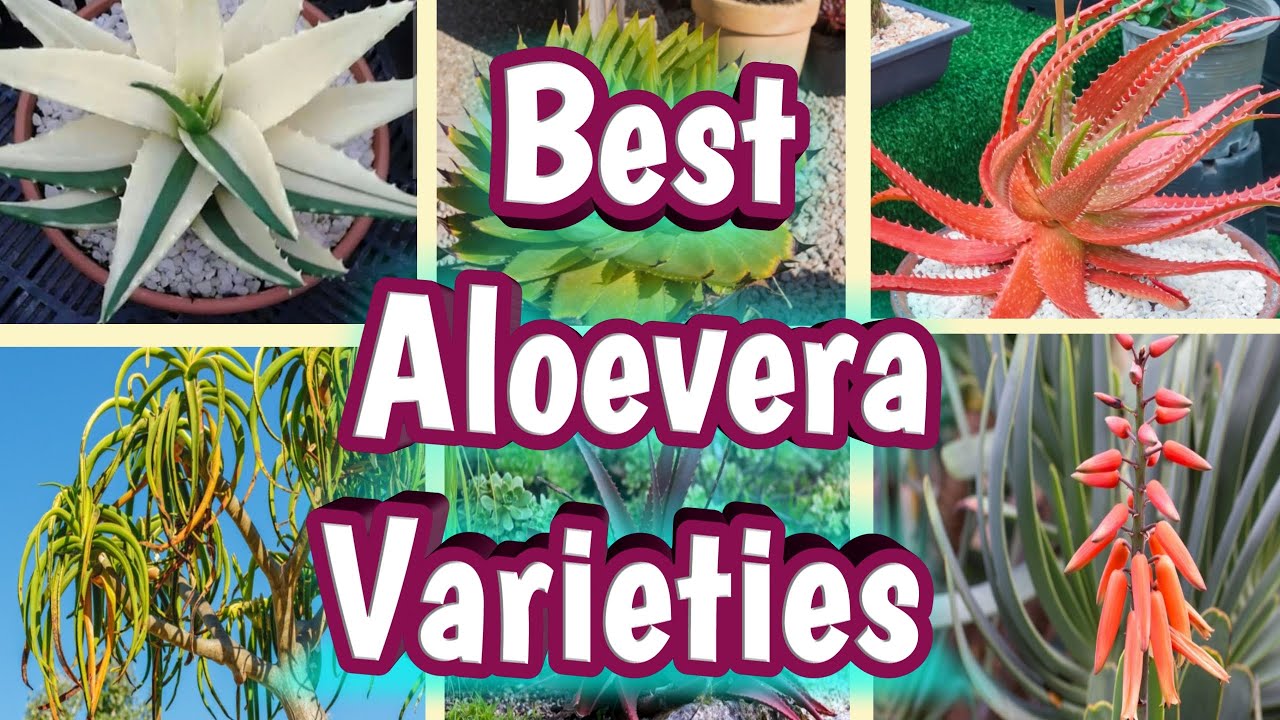 Best Aloe vera Plant varieties to grow