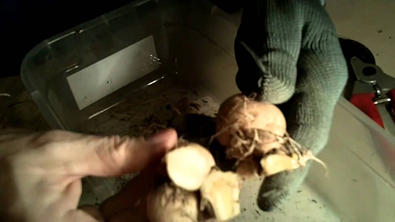 How to divide dahlia tubers grown from cuttings
