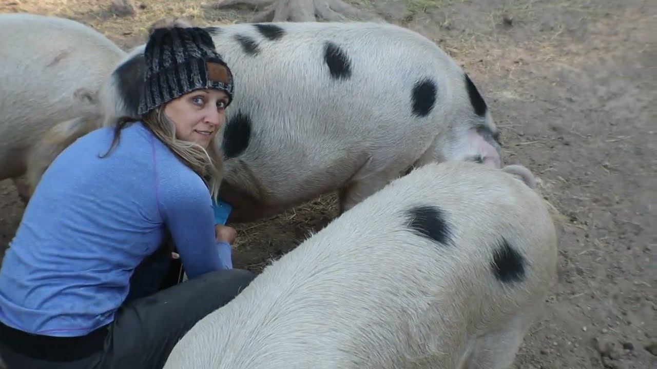 Pregnancy Checking our Pigs Using the Preg Tone!