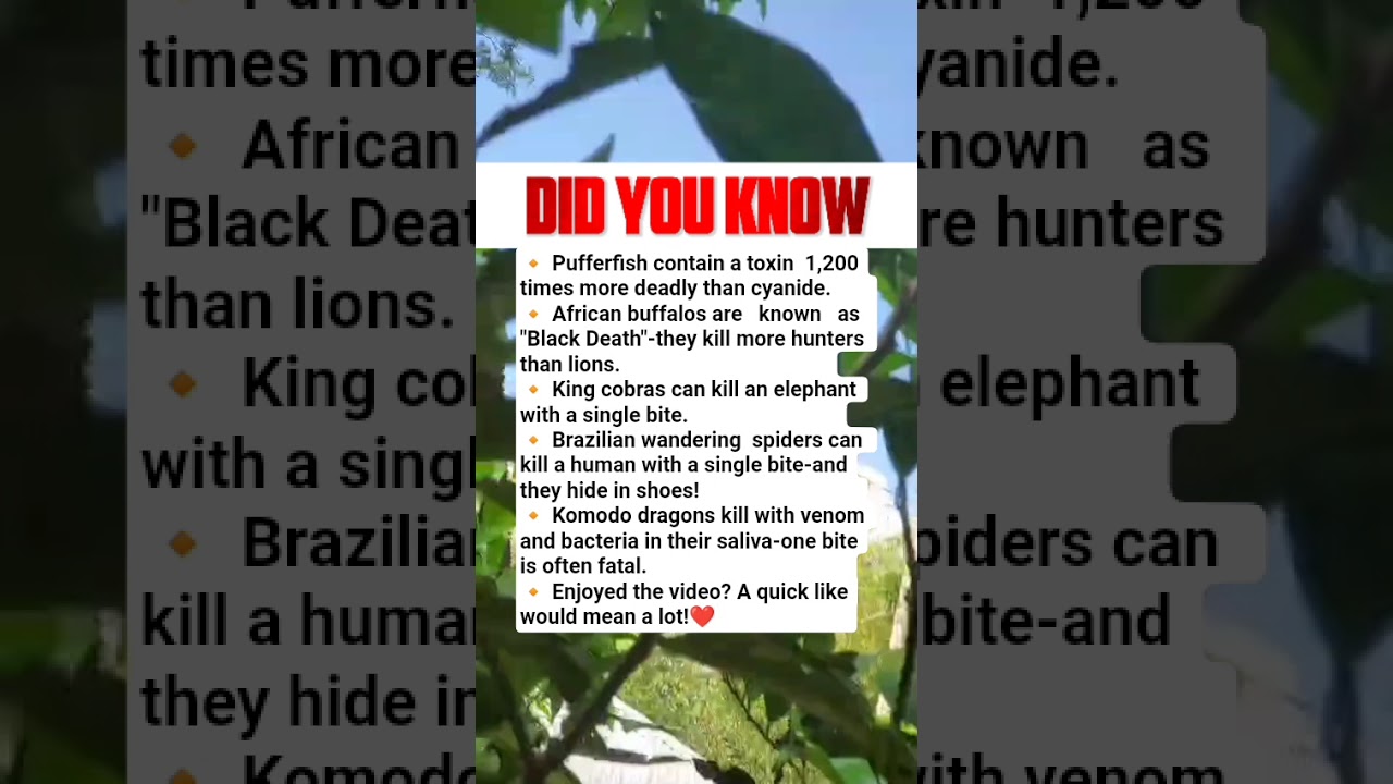 A king cobra’s single bite can kill an elephant.