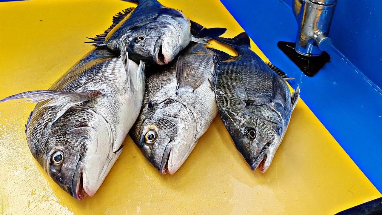 Черная порги, морской лещ, рыба, выловленная при ловле рыбы