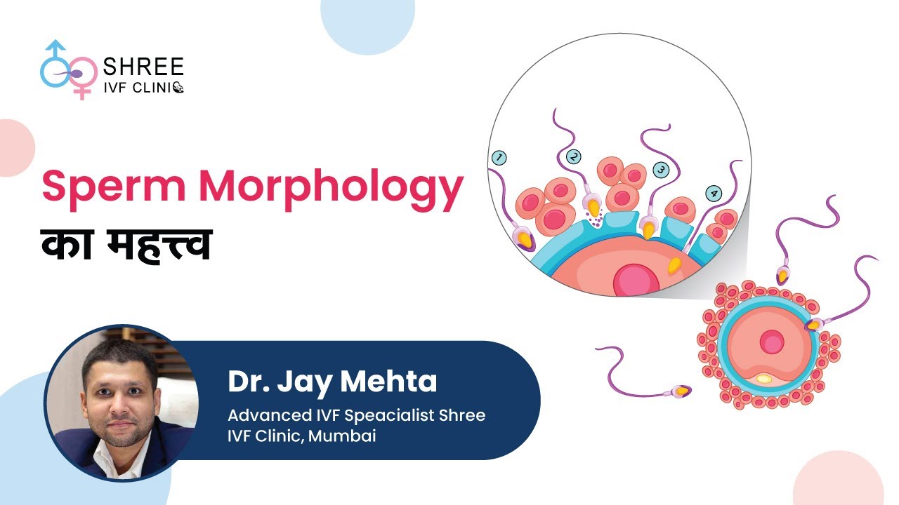 Sperm Morphology का महत्त्व | Sperm Morphology importance (Part II) | Dr Jay Mehta, Shree IVF Clinic