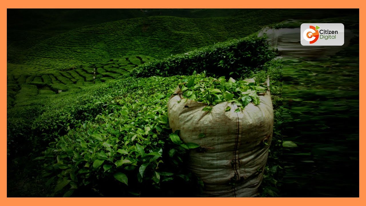Ministry of agriculture allows Kericho tea factories to operate different bank accounts