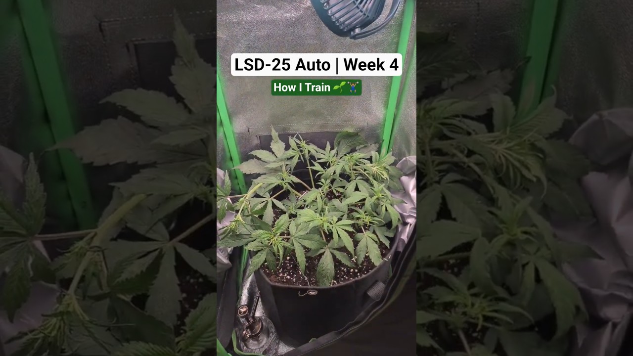 Final Training | LSD-25 Auto by FastBuds Week 4