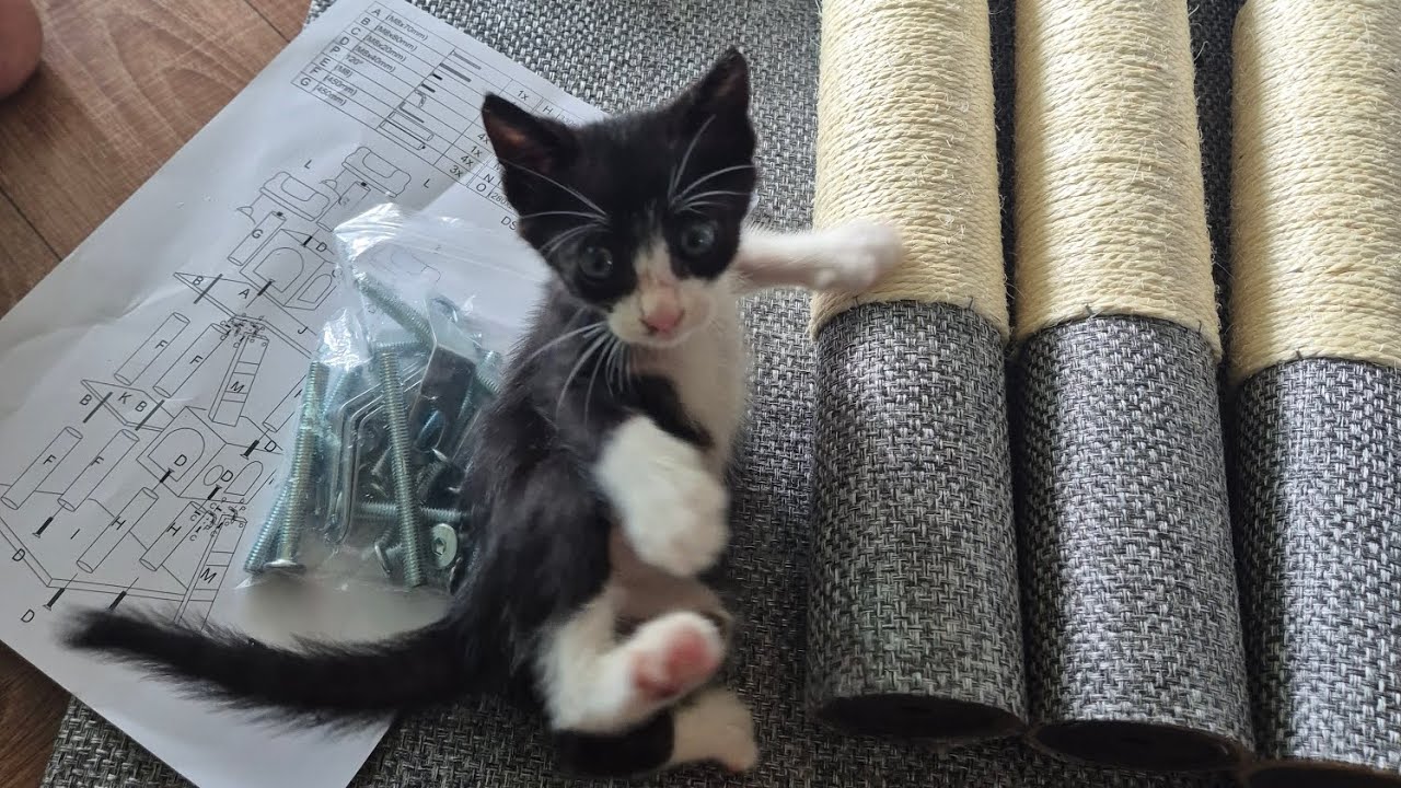 갯타워 만들어보자 길냥이 캣타워 나의 애견