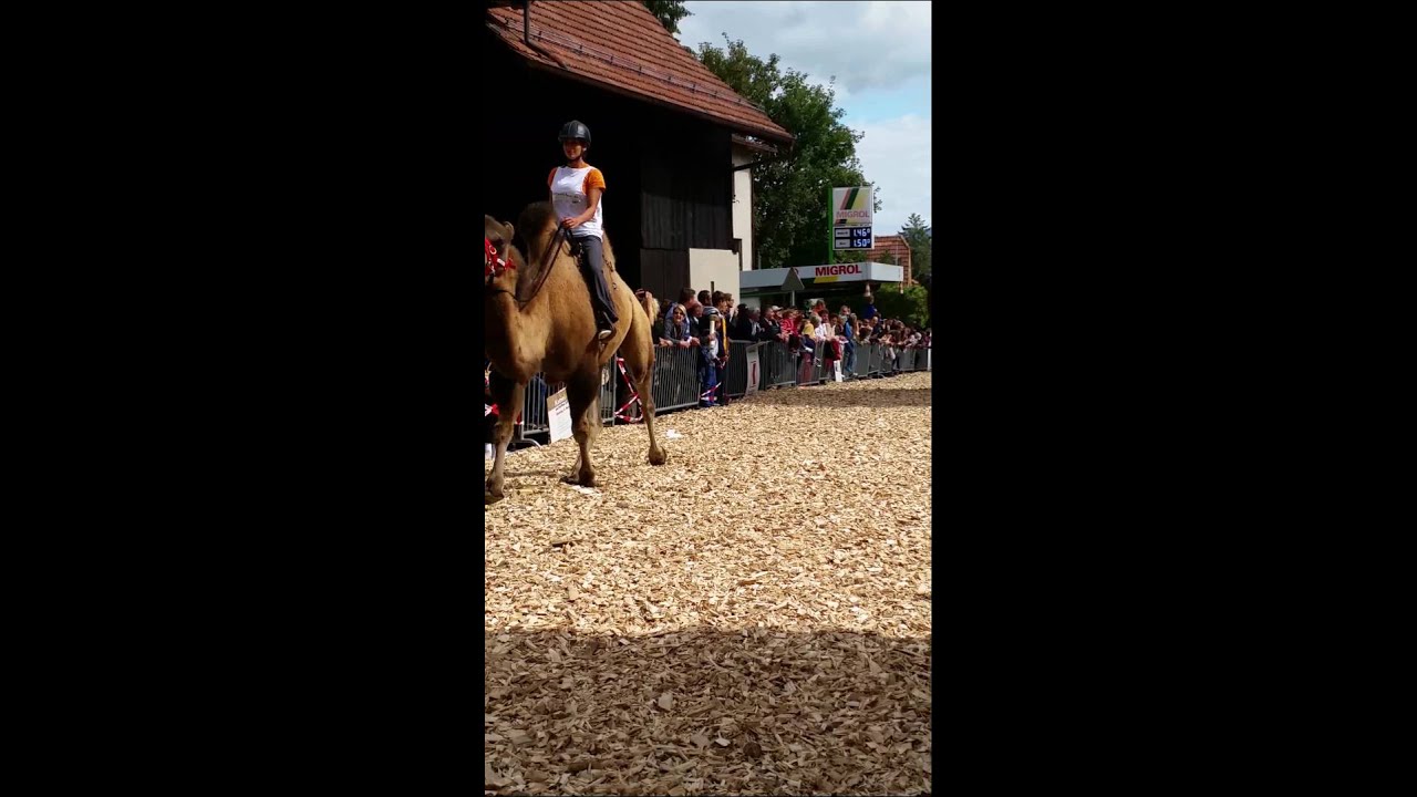 Camel race in sunnny R&ouml;schenz 6.9.2015 /