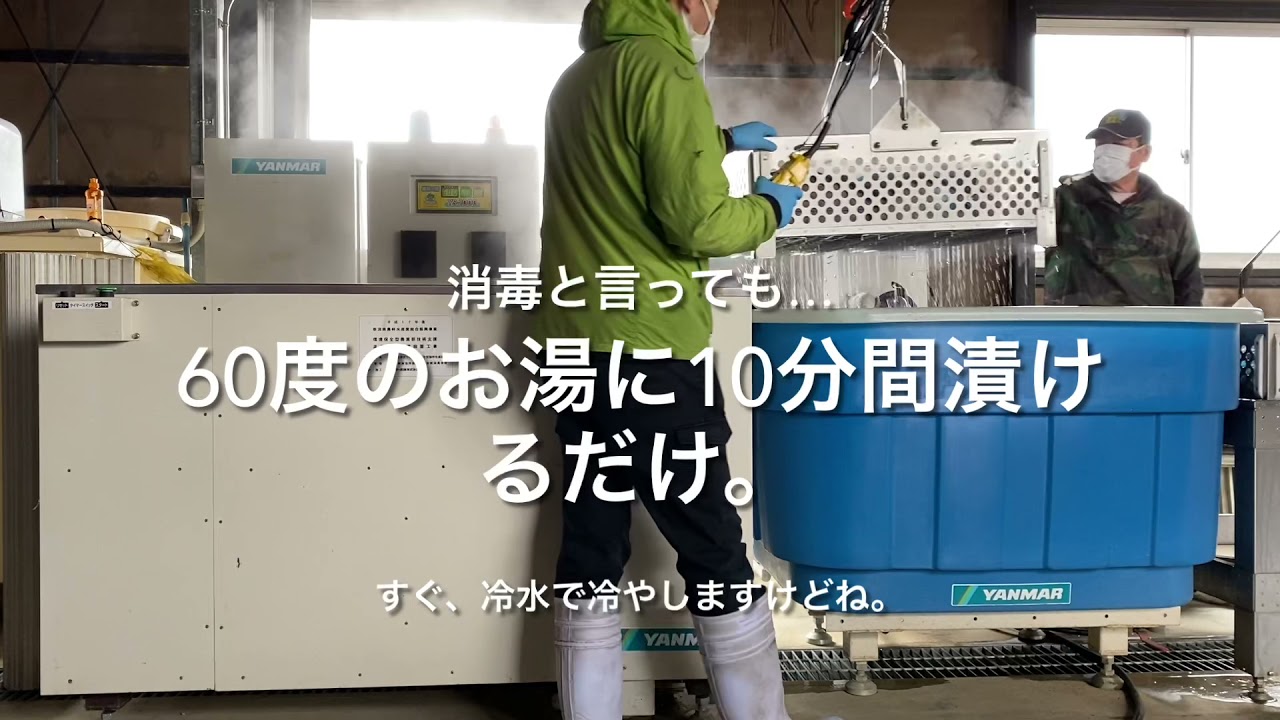 種籾（稲）の温湯消毒