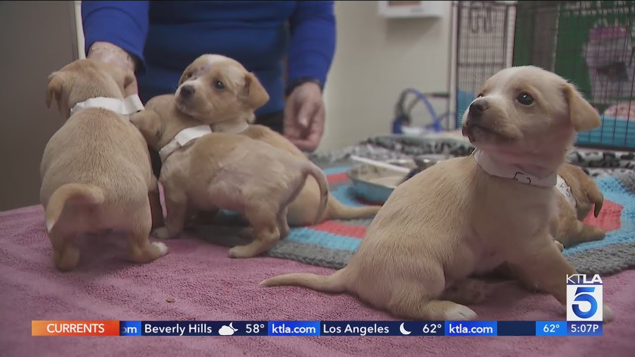 Puppies rescued from encampment fire in San Bernardino