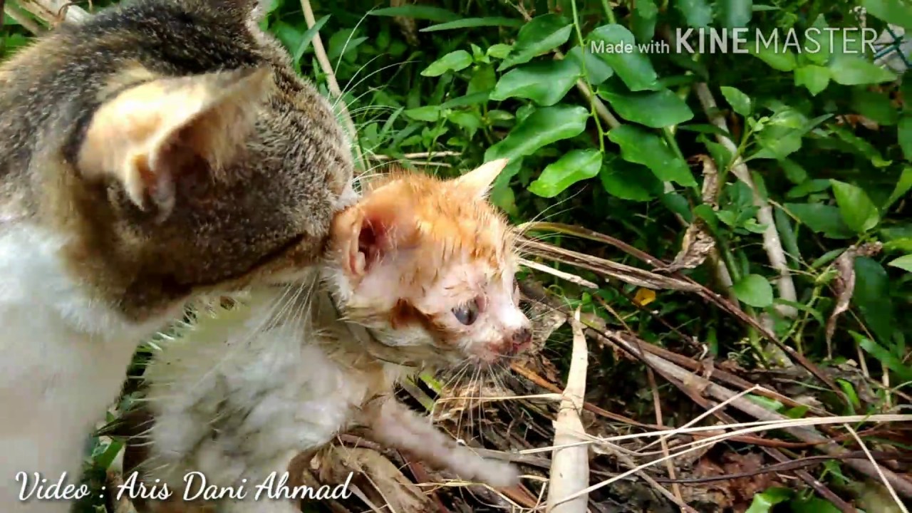 I RESCUED A POOR LITTLE KITTEN