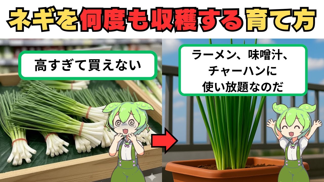 小ネギを何度も収穫する育て方&さらに長持ちさせる裏ワザ！家庭菜園で節約しよう【保存版】