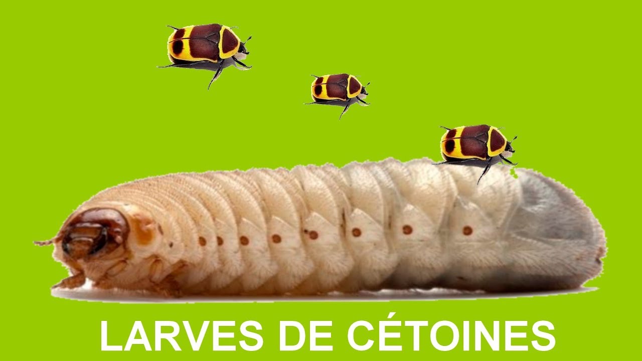 ELEVAGE DE CETOINE (LARVES)