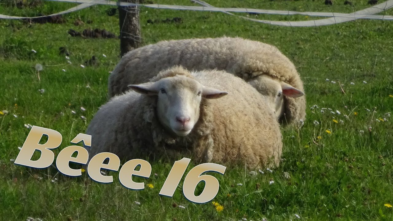 bêee #16 #beee #sheep #cutesheep  #mouton #bêee