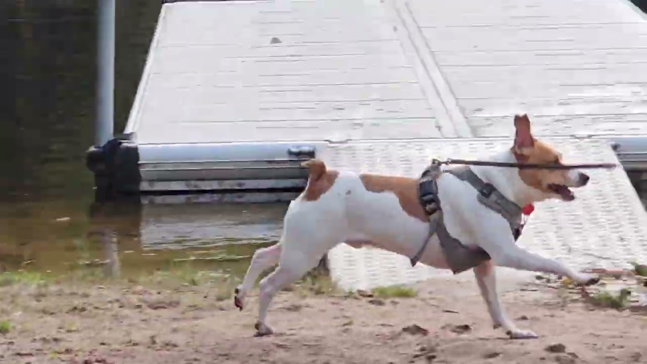 Livskvalitet med våra Dansk Svenska Gårdshundar  på Tallkroken #farmdogs #farmdog #mastrellsnorton