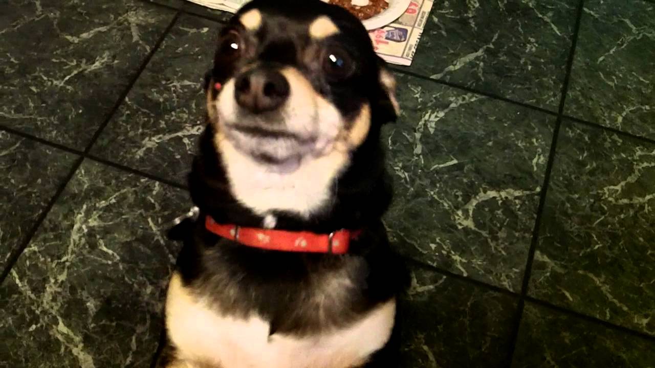 peppy.MP4