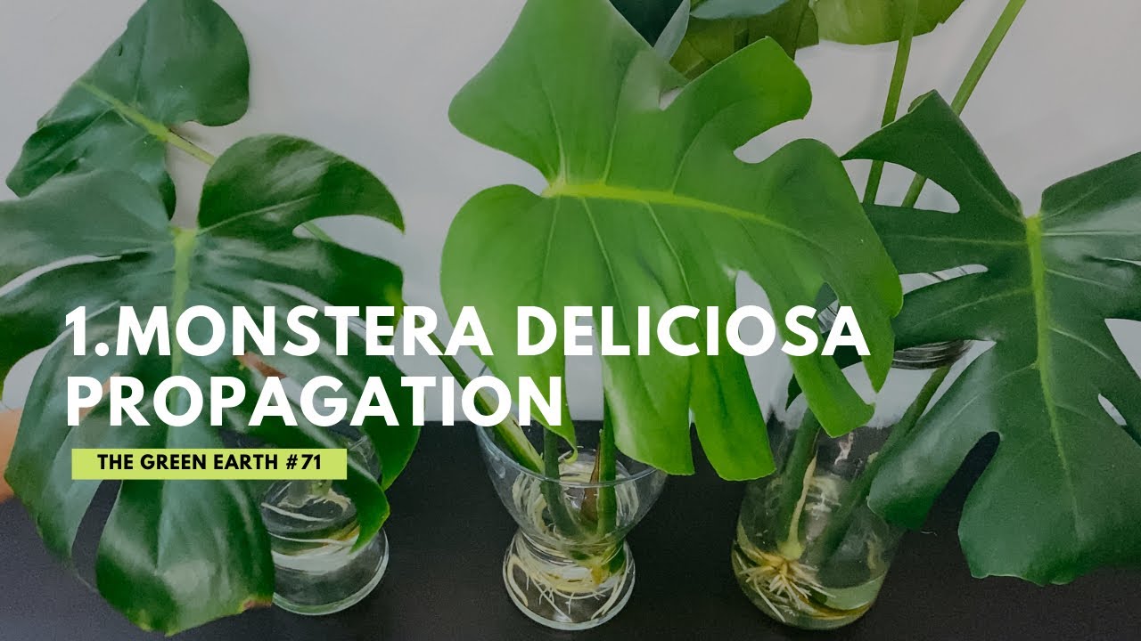 #71 : How to propagate Monstera Deliciosa in Water? Propagation of Swiss Cheese Plant | PART 1