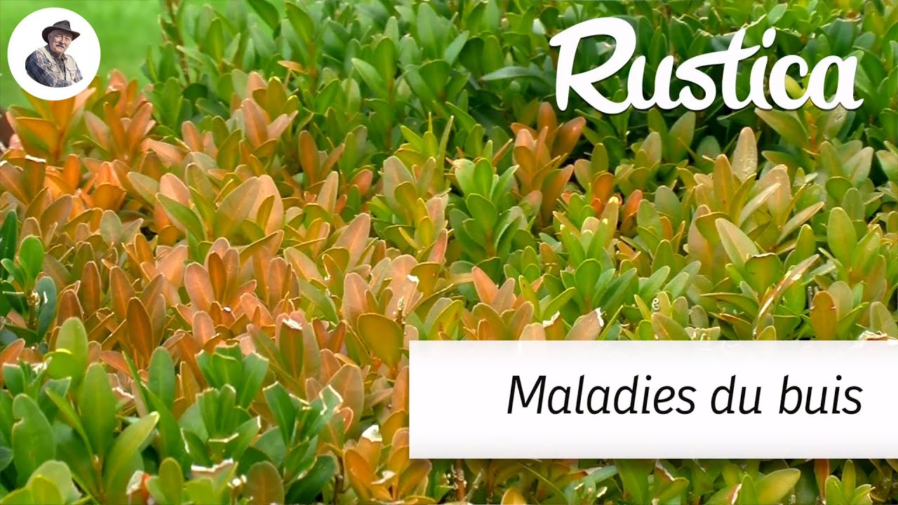Les maladies du buis