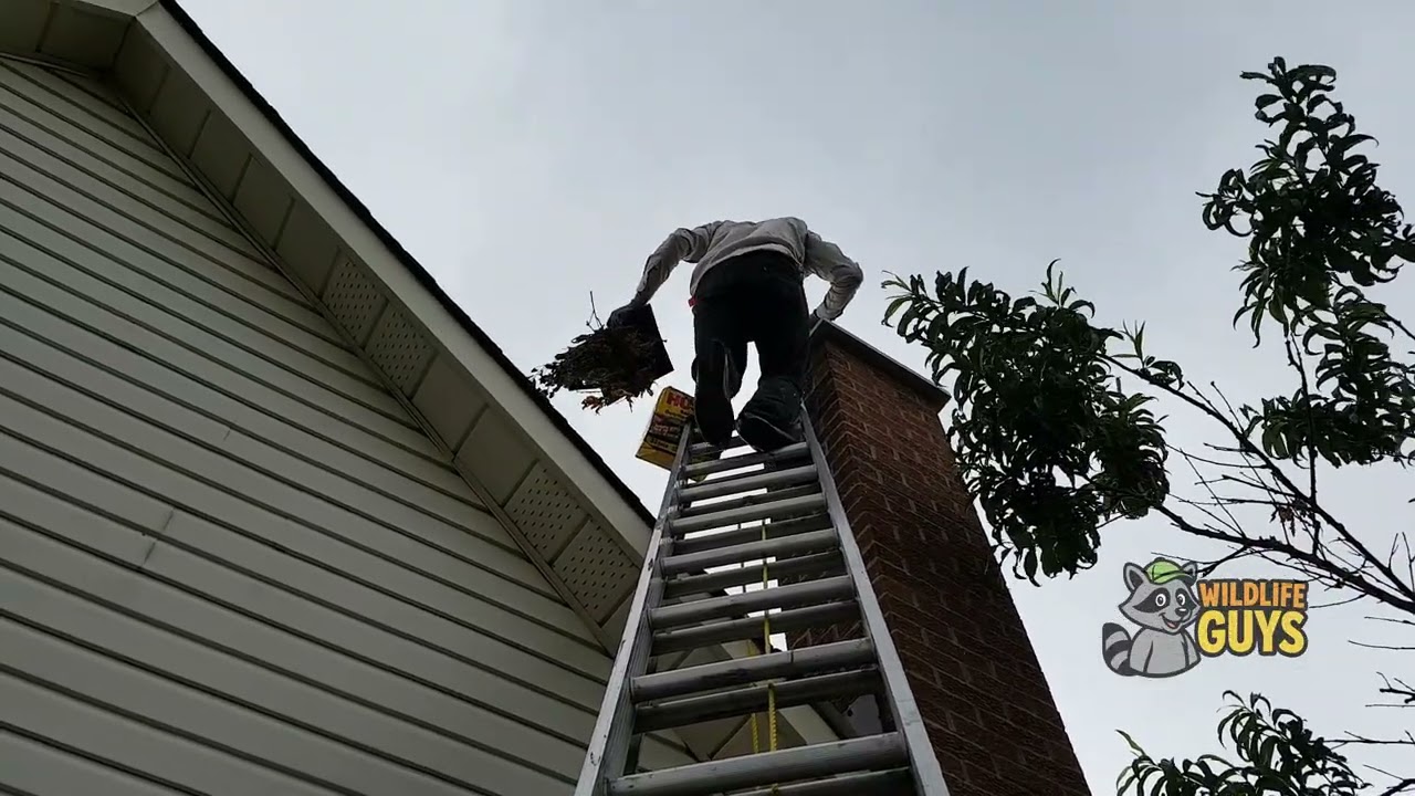 Squirrel Removal Services in Toronto & GTA | Wildlife Removal