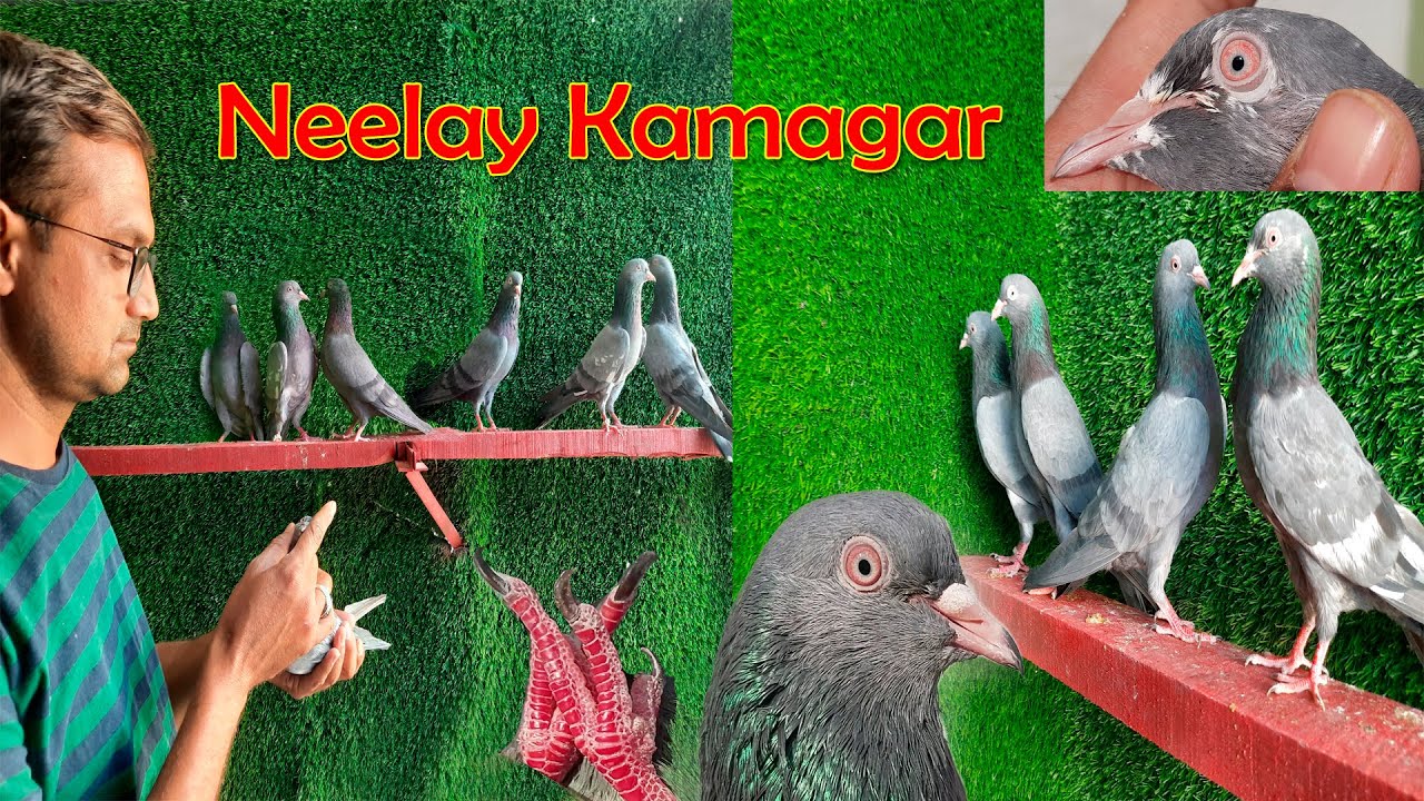 Neelay kamagar Kabootar Breeder Pair AR.Pigeon Farm