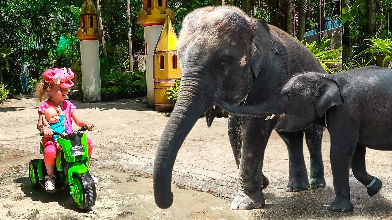 Milusik rides in the zoo and feeds animals