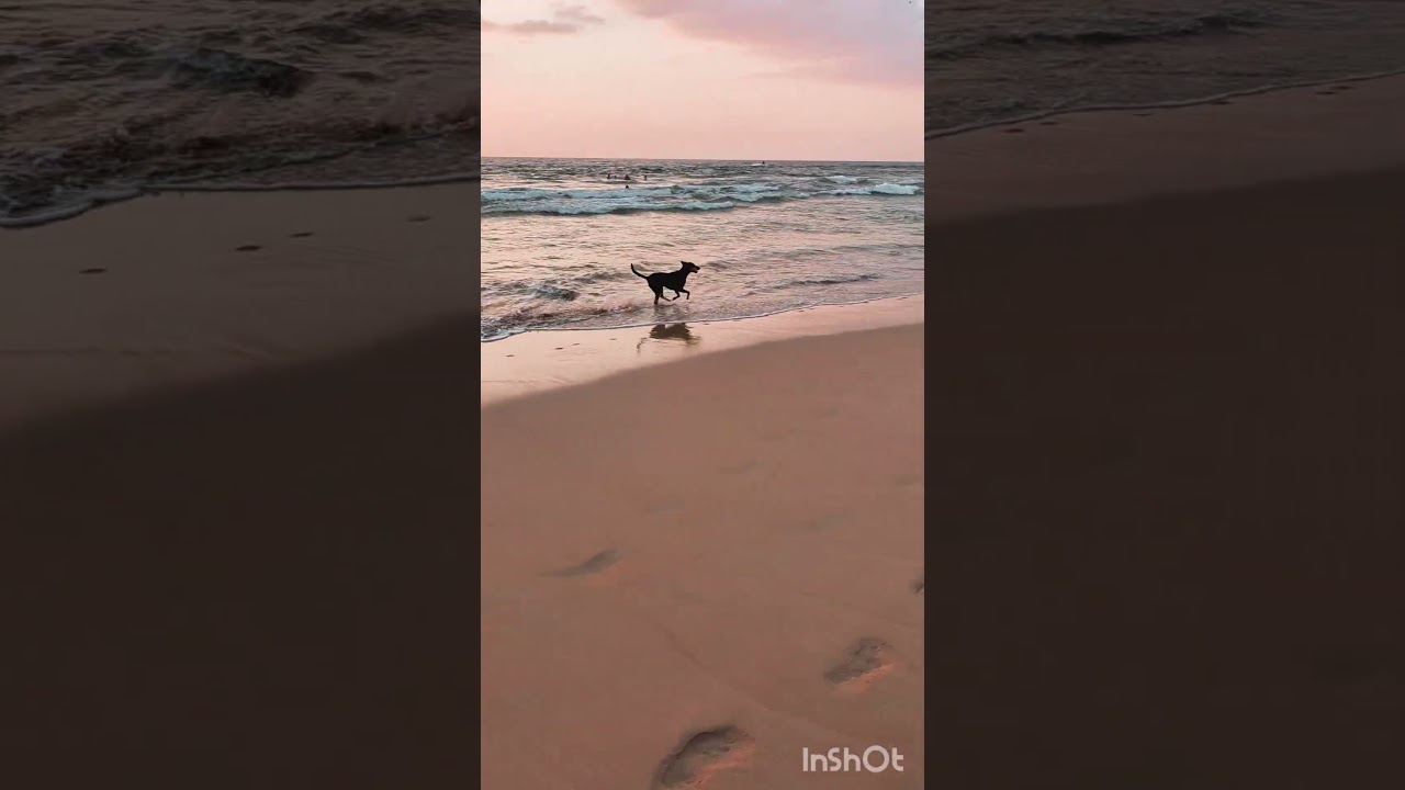 #dogs