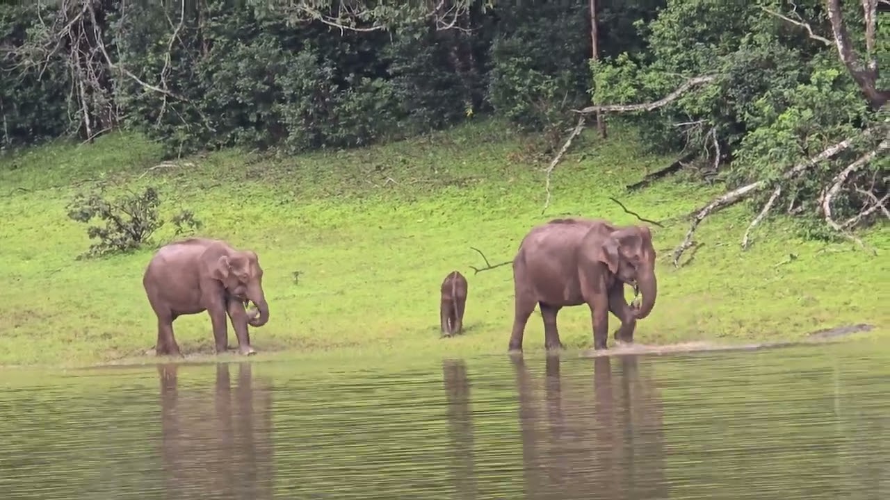 Monsoon Boat Safari experience in Periyar Tiger Reserve - Thekkady, Kerala