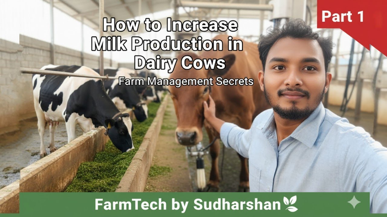 How to Increase Milk Production in Dairy Cows | Part 1 | Farm Management Secrets | FarmTech