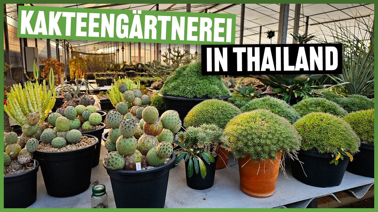 #262 Seltene Kakteen & Sukkulenten - zu Besuch bei Catchy Garden