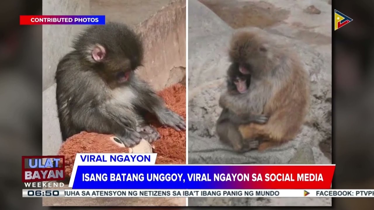 #UlatBayanWeekend | Batang unggoy sa Japan, viral ngayon sa social media dahil sa kakaibang emot...