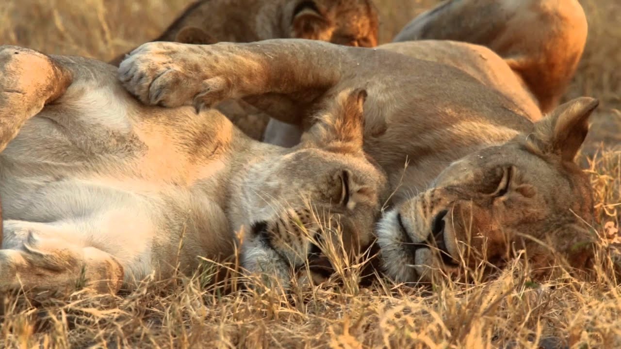 Beau Davidson- The Lion Sleeps Tonight [Documentary Version]
