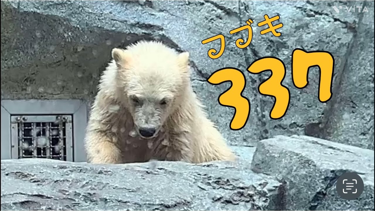337kgのヒミツ❣ジャイアンと呼ばれていたフブキ❤東山動植物園·ᴥ·ホッキョクグマ