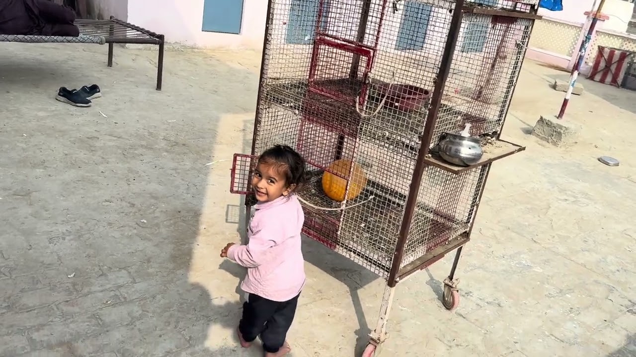 Mor bappiana #trend #pigeon #kabootarba #kabootar 