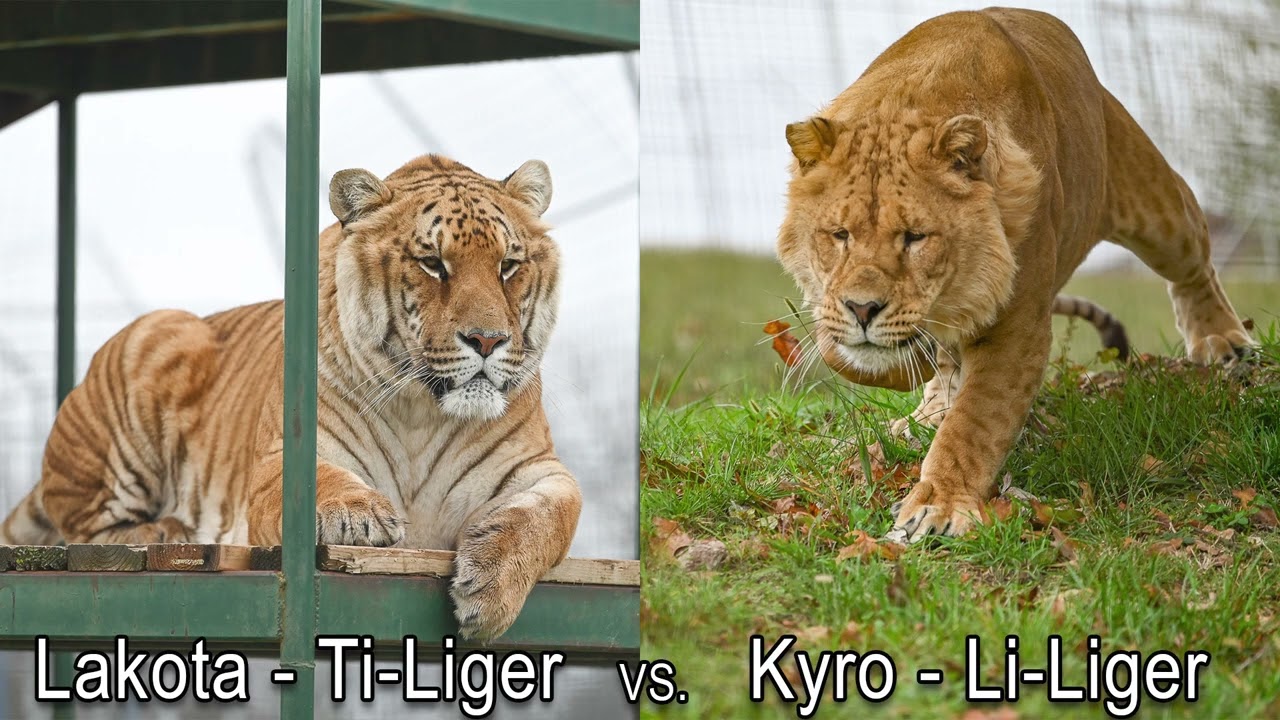 Big Cat Of The Week - Kyro