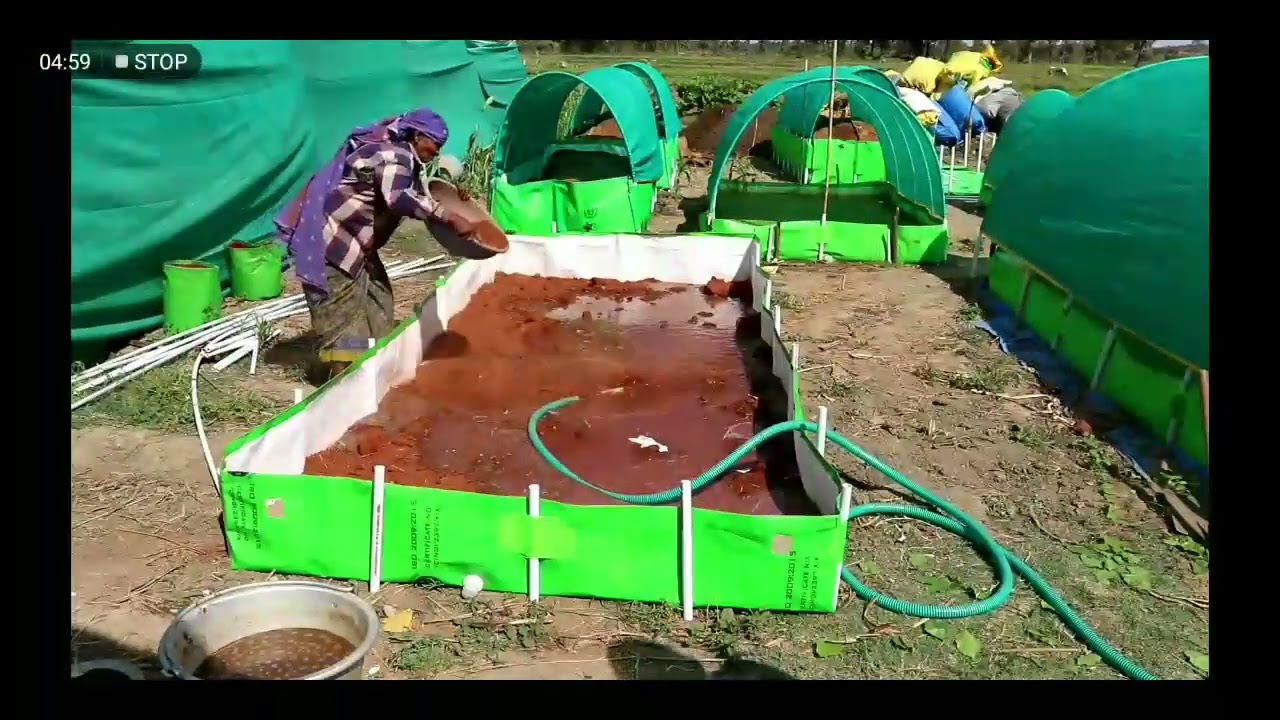 Azolla bed installation guide | azolla cultivation | azolla bed | azolla feed