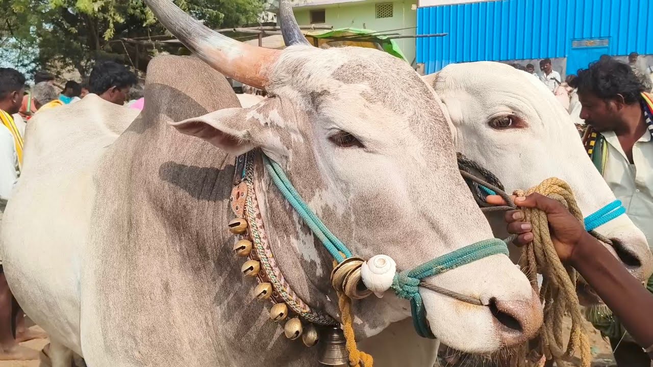 Theeglagattu farmer Khilari bull's price | Yemmiganur Market video's 