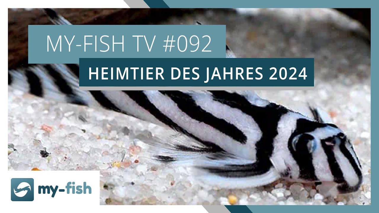 Heimtier des Jahres 2024: L46 Zebraharnischwels | my-fish TV #092