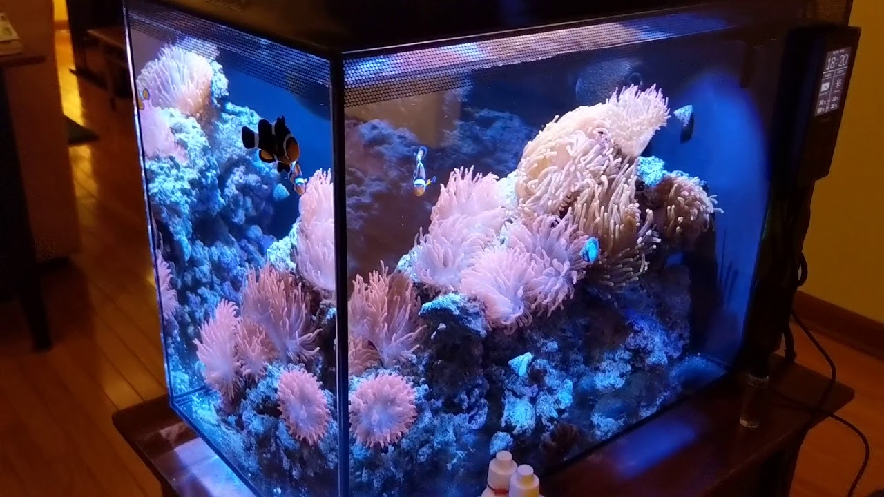 Fluval Spec 16 reef tank, week 2