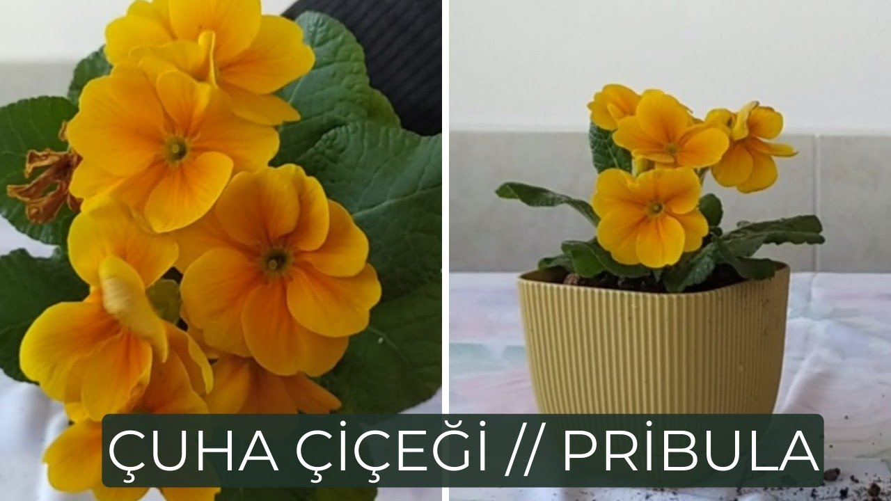 Çuha Çiçeği // Primula  #çuhaçiçeğï #menekşe
