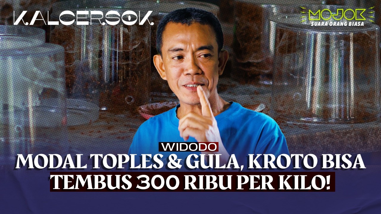 CARA BUDIDAYA KROTO TANPA RATU ALA PAK WIDODO  | KALCERSOK