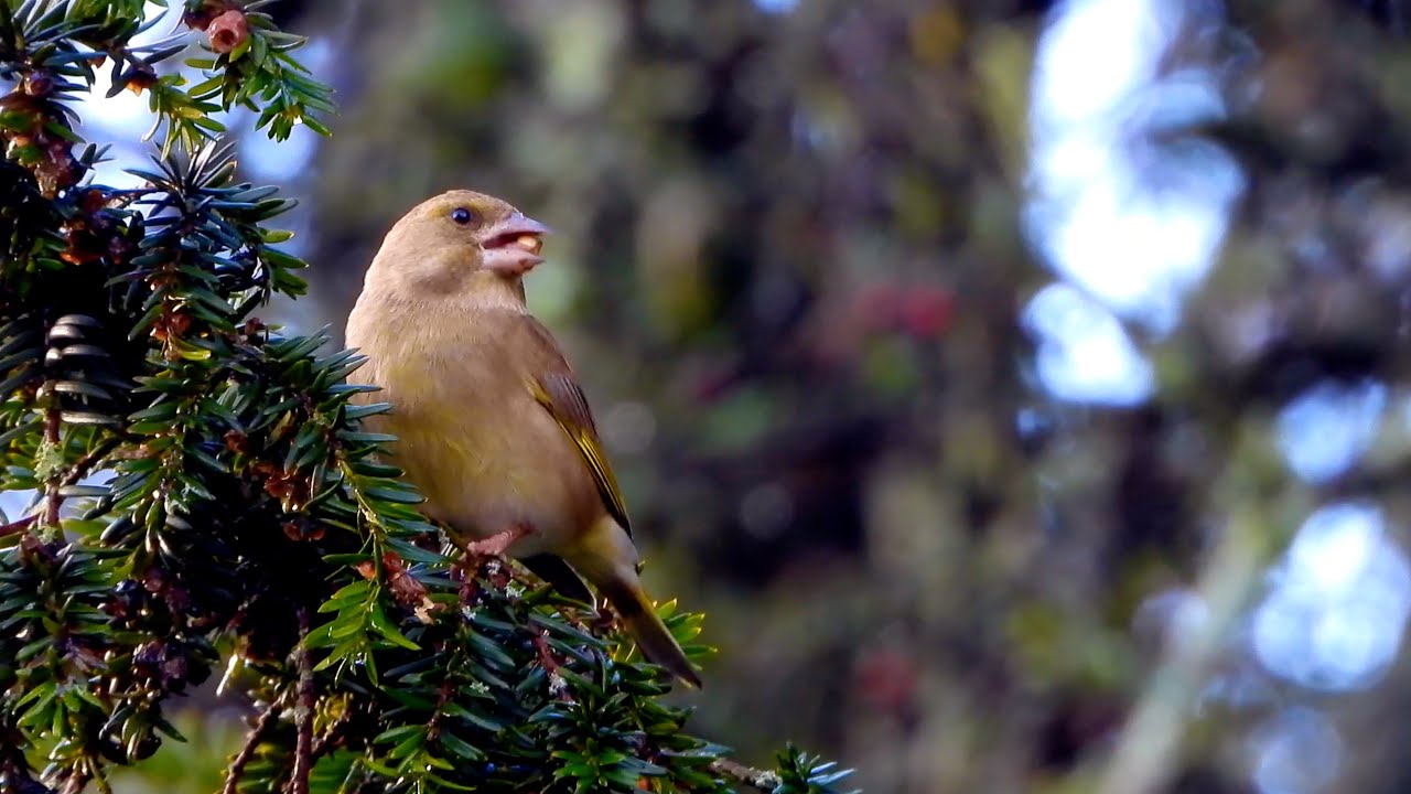 Parkend Greenfinches 4K