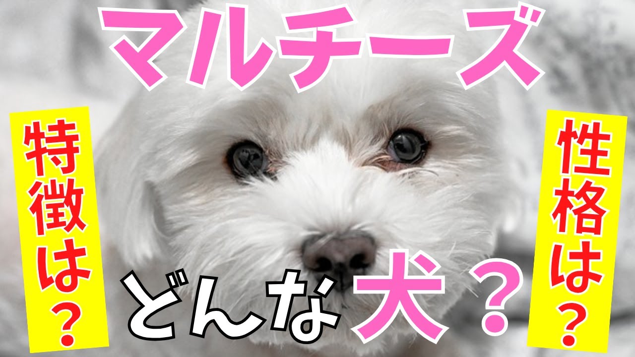 【徹底解説】マルチーズの特徴・性格・飼いやすさなどをペットショップ店長が教えます！