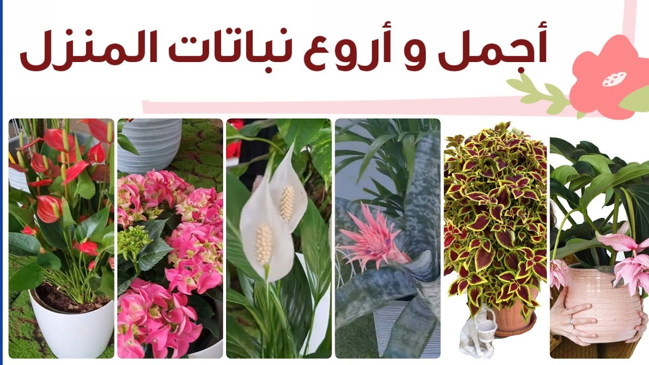 اشهر و أجمل نباتات الزينة المنزلية الداخلية