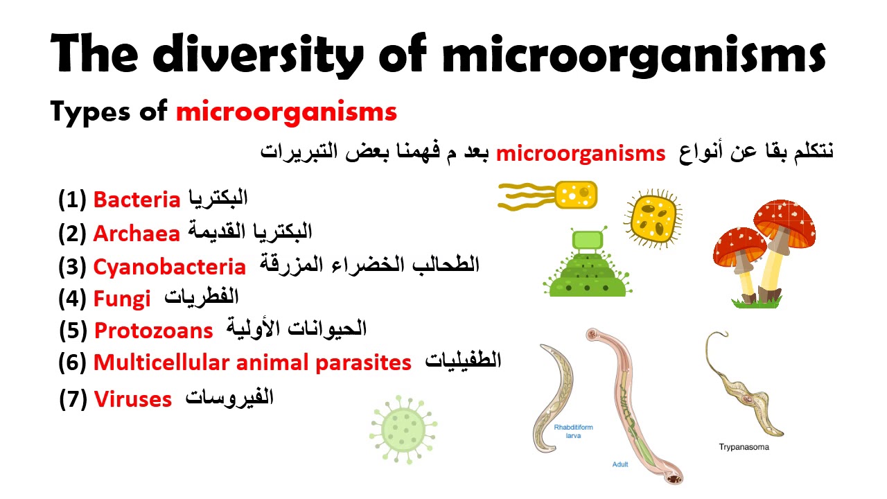 2 # The diversity of microorganisms أنواع الكائنات الحية الدقيقة